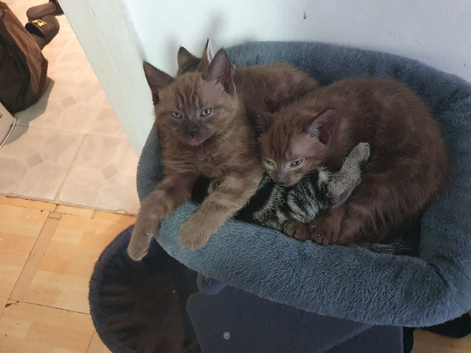 Selling kitten