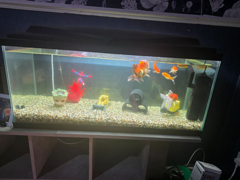 Tank, fish & accessories