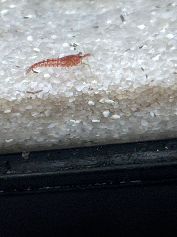 Mixed shrimps