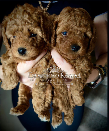 5-star licensed ESPONJOSO Exclusive Half Asian Toy Poodles DWKC registered
