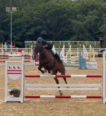 Extraordinary 16.1 gelding