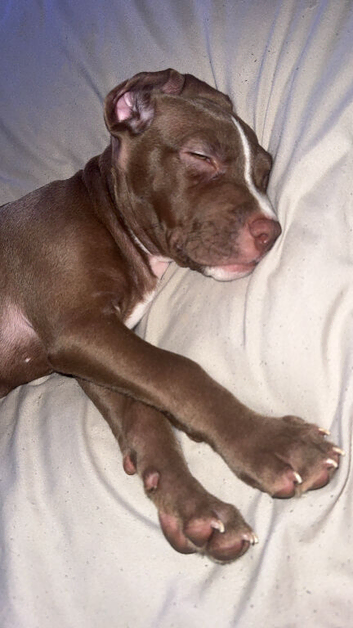 Staffy x corso x presa