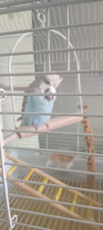 Blue budgie male