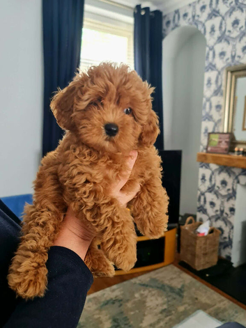 Cavapoochon puppy