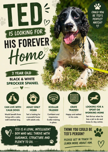 2 year sprocker