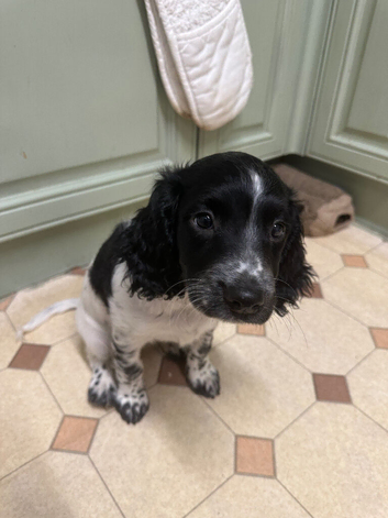English Springer Spaniel Female KC Ready to go