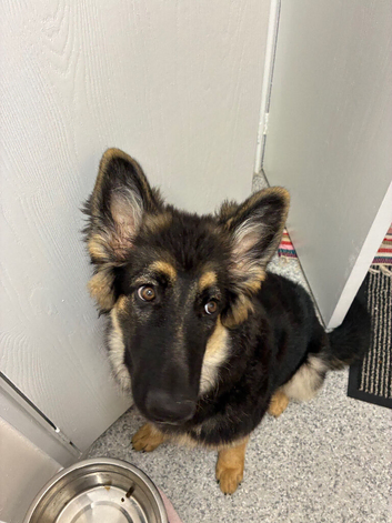 Female long haired German shepherd