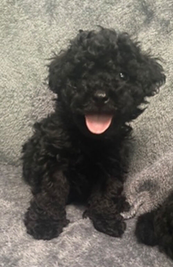 Toy cockapoo puppies