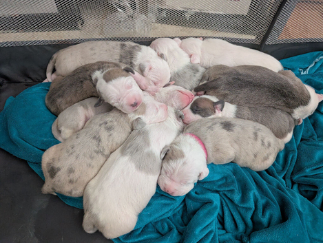 Outstanding Merle American Bulldogs