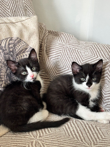Kittens &pound;50