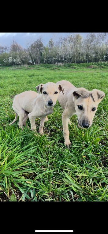 Are saluki whippet greyhound/wippetbull/deerhound greyhound
