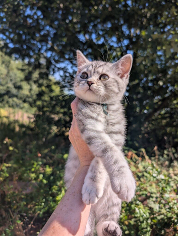 Full British shorthairs READY NOW!