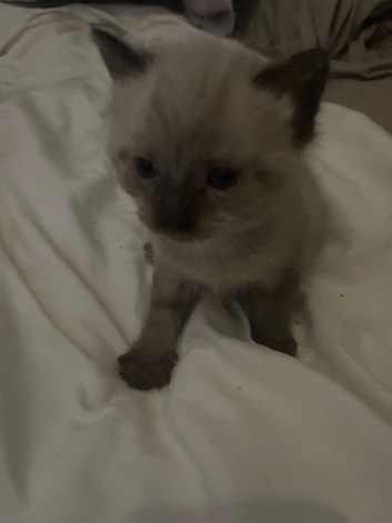 Kittens for sale