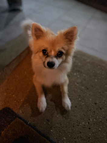 Frankie needs a loving home