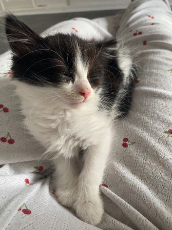 Female kitten