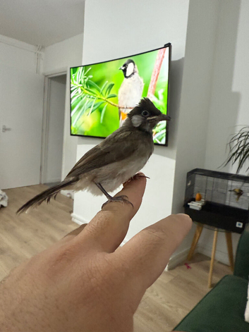 White cheeked bul bul