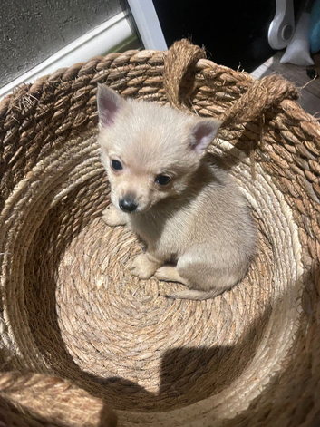 Adorable Puppy for sale