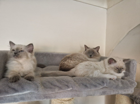 Kittens for sale