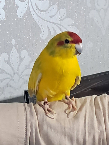 Kakarikis