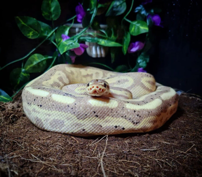 Male Royal python
