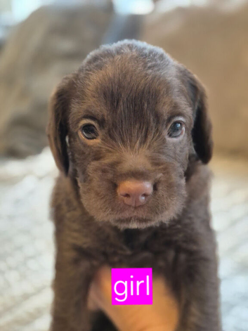 Cockapoo puppies for sale