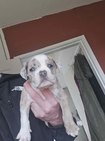 Bulldog puppies 10 weeks boys 5 available