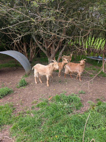Royal golden Guernsey goats