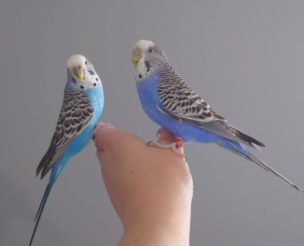 Hand tame pair of sister budgies and cage