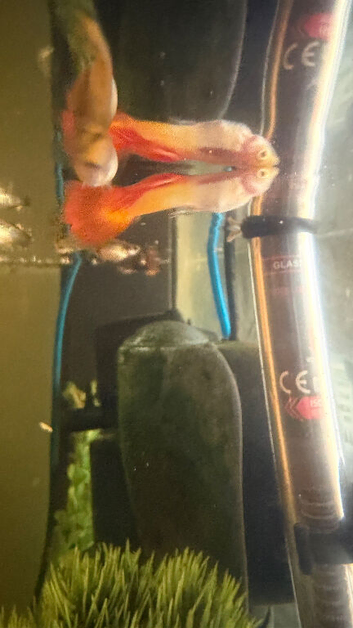 Male guppies