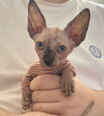 Male Sphynx kittens Ready Now