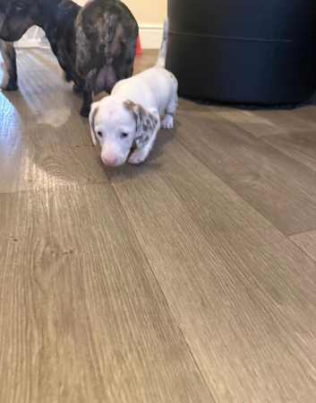 Dachshunds