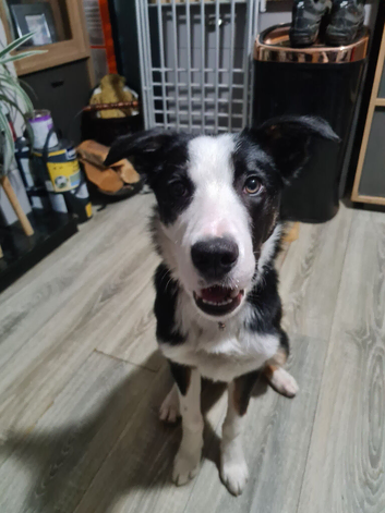 Cute lively Border Collie