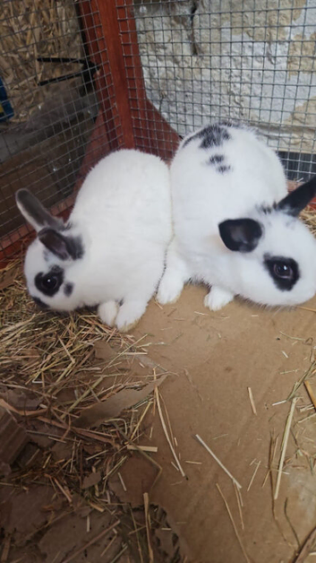 Stunning Bunny's available