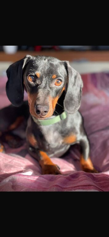 Marley the sausage