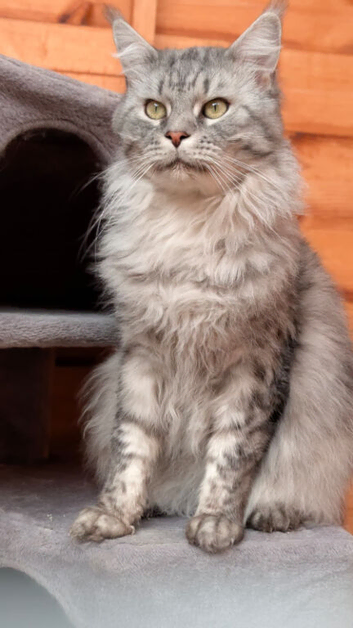 Maine Coon cat Stud services only