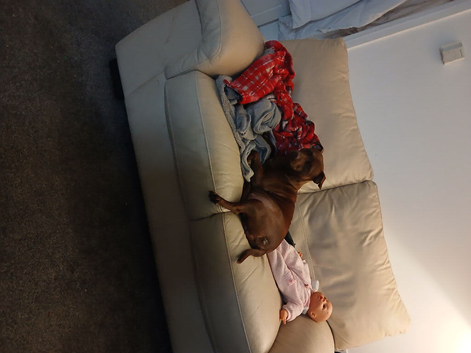 Patterdale terrier