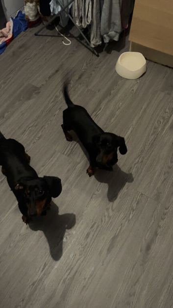 2 sister dogs a year old