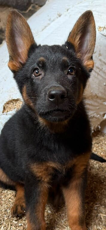 Beautiful German shepherd pups
