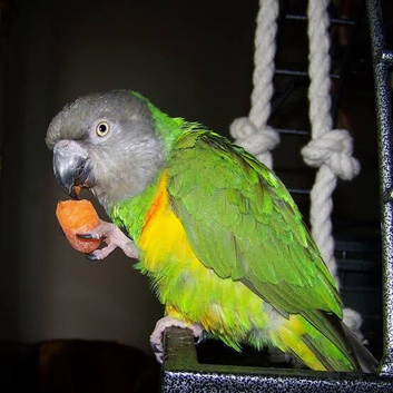 Talking senegal parrot indian ringneck parrot