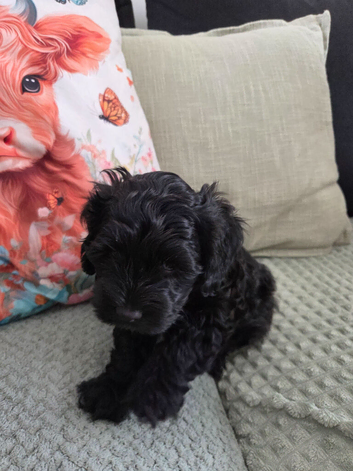 Beautiful cockapoo f2 puppies