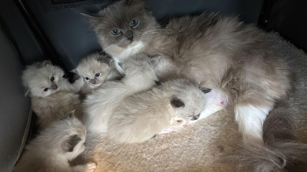 2 rag doll kitten 8 weeks