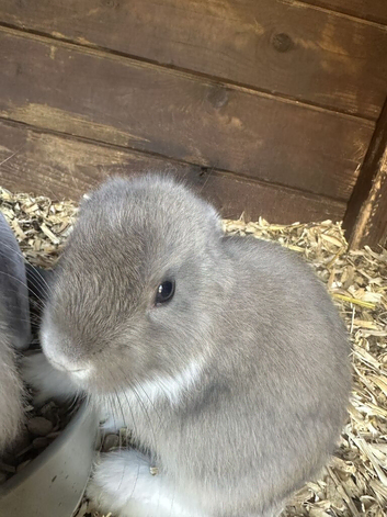 Rabbits