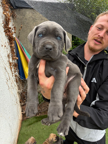 Cane corso