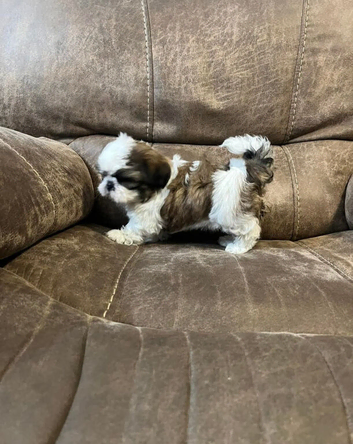 Our last shih tzu puppie girl