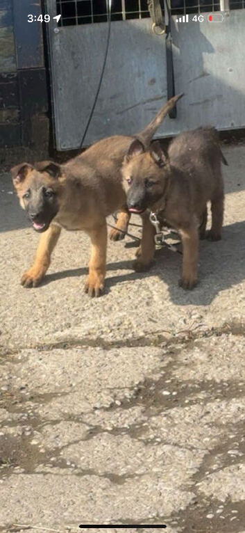 German Shepard puppies ready to leave 2 LEFT