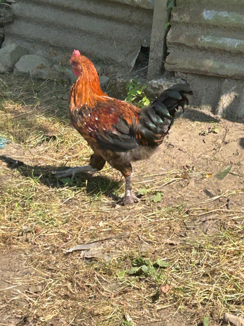 COCKERALS