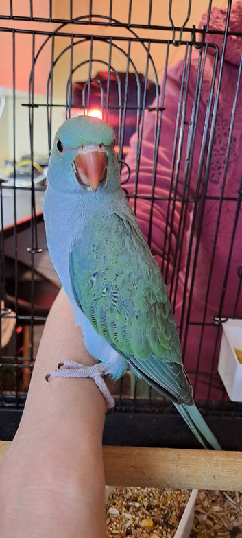 2 young male handreared Indian ringnecks available soon