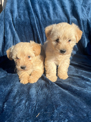 BEAUTIFUL WESTIEPOO PUPPIES
