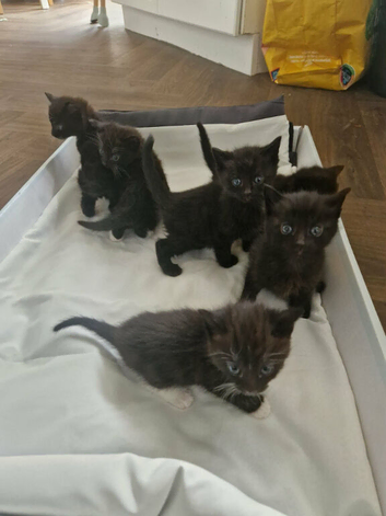 Kittens