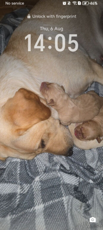 2 boy puppy labradoor